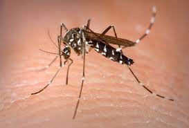 De aziatische tijgermug, ook bekend onder de soortnaam aedes albopictus. Aziatische Tijgermug Op Brabantse Parkeerplaats Gespot Dit Moet Je Weten Over De Uitheemse Gast Brabant Bd Nl
