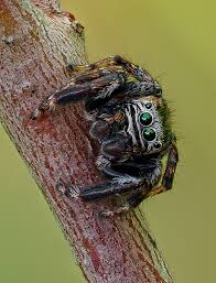 Image result for Scleria arcuata