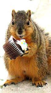 Let Them Eat Cake Squirrel Funny Squirrel Pictures Squirrel