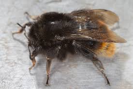 Image result for Bombus pomorum