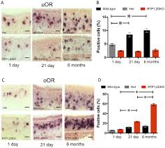 It is also marketed as rtp1 hd, when broadcasting rtp1 programming. Olfactory Receptor Accessory Proteins Play Crucial Roles In Receptor Function And Gene Choice Elife