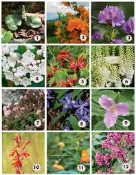 The temperatures around the state vary from the mountains to the coast, as do the flowers. How Does Your Garden Grow Long Time Green Thumb Author And Wnc Resident Nan K Chase Offers A Guide To Gardening In The Mountains Wnc Magazine