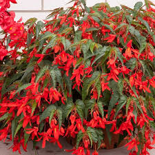 Santa cruz mountains florist specializing in weddings, events, and deliveries. Amazon Com Boliviensis Begonia Santa Cruz Sunset Plant Seeds Pelleted 100 Seeds Decorative Plant Houseplant Garden Outdoor