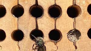 If activity is minimal, restrict entry into the wall for approximately two more weeks, and then plug the hole. Keeping Mason Bees 10 Expert Beekeeping Tips For Families Parentmap