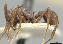 Image result for Acrotome hispida