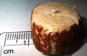 Image result for Aeschynomene sp. E