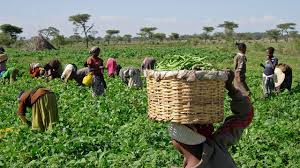 Image result for Stakeholders urge FG to invest Agric genetic research