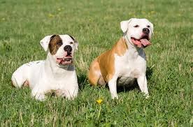 N/a weight at 2yr old: American Bulldog Breed Information And Pictures Petguide