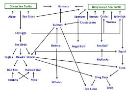 The carapace has a tortoiseshell coloration, ranging from dark. Green Sea Turtle Food Web Sea Turtle Green Sea Turtle Sea Birds