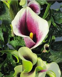 Calla Lily Meaning Calla Lily Lily Plants Lily Flower