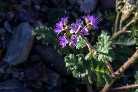 Image result for Hydrophyllaceae