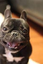 pin by umeko umemura on pets pets dogs animals