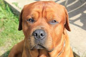 Maybe you would like to learn more about one of these? This Is King A Bullmastiff Rottweiler Cross 15 Stones But The Gentlest Doggo Aww