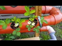 Das Erdbeerrohr Eine Andere Art Erdbeeren Anzubauen Youtube Strawberry Vegetables Carrots