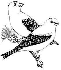 447x536 bird watcher's general store. Pin On Drawing Coloring Painting