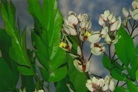 Image result for Micklethwaitia carvalhoi