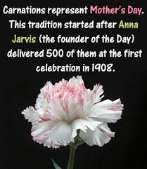 Meanings Of Carnation Flowers Of Different Colors Just