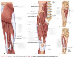 Figure 2 posterior relations of the stomach. Muscle Labeling Upper Leg Diagram Quizlet