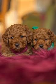 We Sometimes Have Rich Red Ruby Coloured Cavoodle And Groodle Puppies Available For Sale Our Poodle Stud Has A Deep Red Puppies Puppies For Sale Cute Puppies