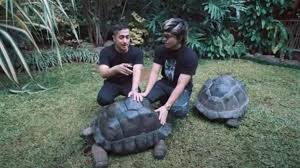 Raksasa halilintar has arrived at kuala lumpur and everyone is in panic. Atta Halilintar Tukar Mobil Alphard Demi Beli Kura Kura Irfan Hakim