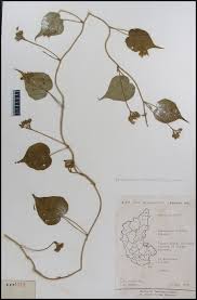Image result for Jacquemontia paniculata