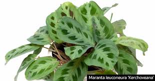 Keep the soil evenly moist but not soggy, and don't allow the soil to dry out completely. Pin On Gardening