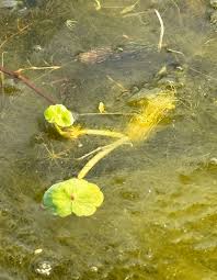 Image result for Hydrocotyle ranunculoides