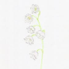 Lilly Of The Valley Original Botanical Drawing Carmen Hui Art Illustration The integral nylon strap has an easily. lilly of the valley