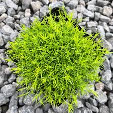 Image result for Sagina abyssinica