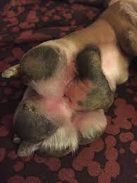 My Dogs Paw Is Swollen With Red In Between And Limping He Gets This A Lot But Never This Bad Normally I Dump Peroxicode And Clean It Petcoach
