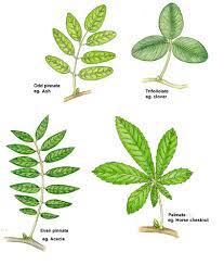 Solitary compound leaf with a row of leaflets arranged along each side of a common rachis. Botanical Illustration Compound And Simple Leaves Lizzie Harper