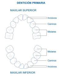 Cuantos Dientes Tenemos Tipos De Denticion Higienistas Vitis