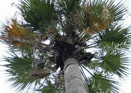 Image result for Wiesneria filifolia