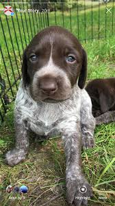 3 Week Old Liver Roan Female German Shorthaired Pointer Follow On Instagram Straightsouthernshorthairs German Shorthair German Shorthaired Pointer Kennel