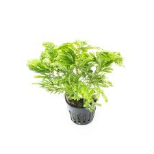 Image result for Selaginella nivea