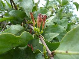 Image result for Tapinanthus forbesii