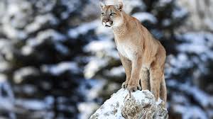All information about unam pumas (liga mx clausura) current squad with market values transfers rumours player stats fixtures news. Puma Safaris Puma Holidays Natural World Safaris
