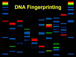 They investigate specific dna sequences that code for certain physical characteristics such as eye and hair. Dna Fingerprinting Principles And Techniques Of Dna Fingerprinting