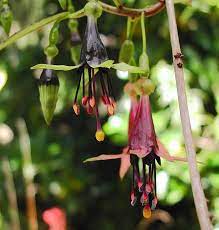 Fuchsia Excorticata Tree Fuchsia Fuchsia Flowers Fuchsia Plant Fuchsia Garden