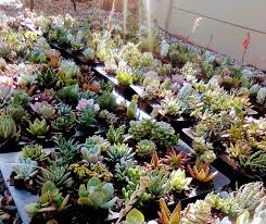 Check spelling or type a new query. Sweet Succulents Home Facebook