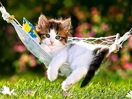 Cute Cat Wallpapers As Dp Wallpaper Cave