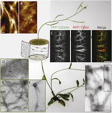 We did not find results for: Emerging Tools For Cellulose Analysis In Plant Cell Walls The Download Scientific Diagram