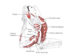 Yoga Journal Of A Not Very Calm Character Photo Yoga Facts Yoga Anatomy Yoga Muscles