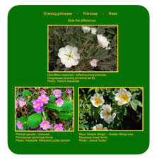 Image result for Oropetium capense