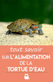 Alimentation De La Tortue D Eau Tortue D Eau Tortue D Eau Douce Tortue