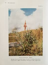 Image result for Aloe buchananii