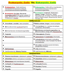 prokaryotes vs eukaryotes biology lessons science biology