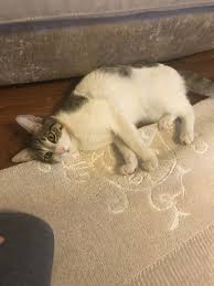 Sadece Halinin Altinda Birsey Ariyorum Yok Baska Birsey Wlallah Kedi