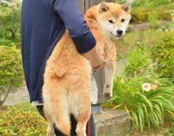 柴犬のボディランゲージ 犬のボディランゲージ 犬 柴犬 画像