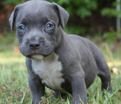 Maybe you would like to learn more about one of these? Grey Pitbull Puppy With Blue Eyes Pitbull Puppies